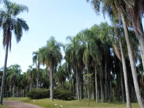 Parque das Palmeiras, em Chapecó