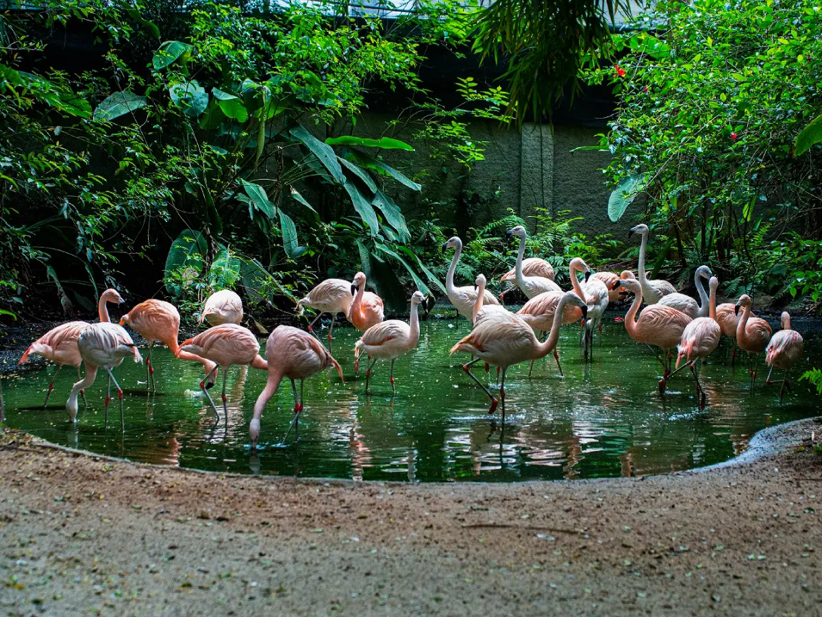 Zoológico de Balneário Camboriú / Parque Cyro Gevaerd - Atrações turísticas - Turismo em Balneário Camboriú - BC - Costa Verde e Mar - Santa Catarina - SC