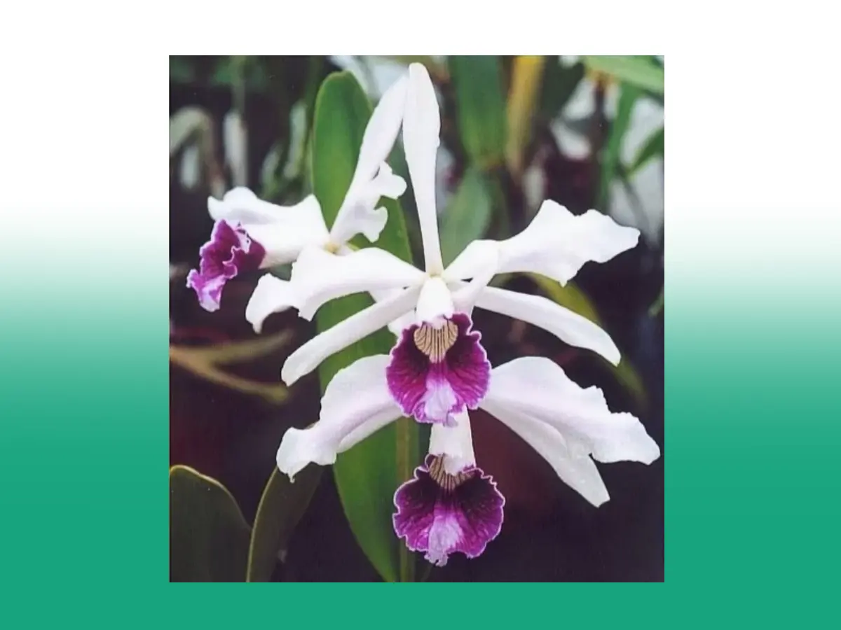  Laelia Purpurata flor símbolo de Santa Catarina