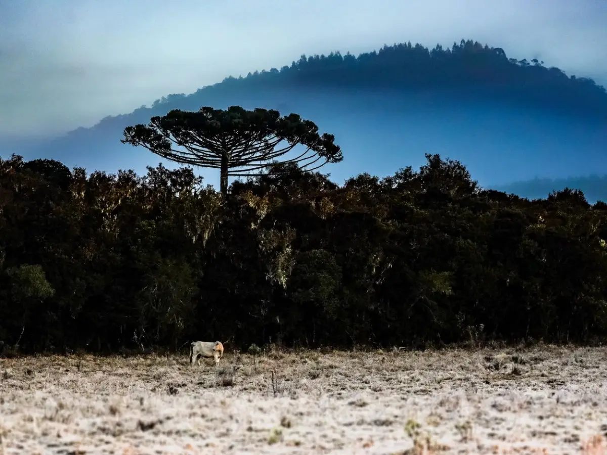 Frente fria e massa de ar polar em Santa Catarina trazem frio intenso e possibilidade de neve