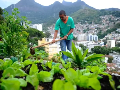 Produção de alimentos nas cidades uma revolução em andamento