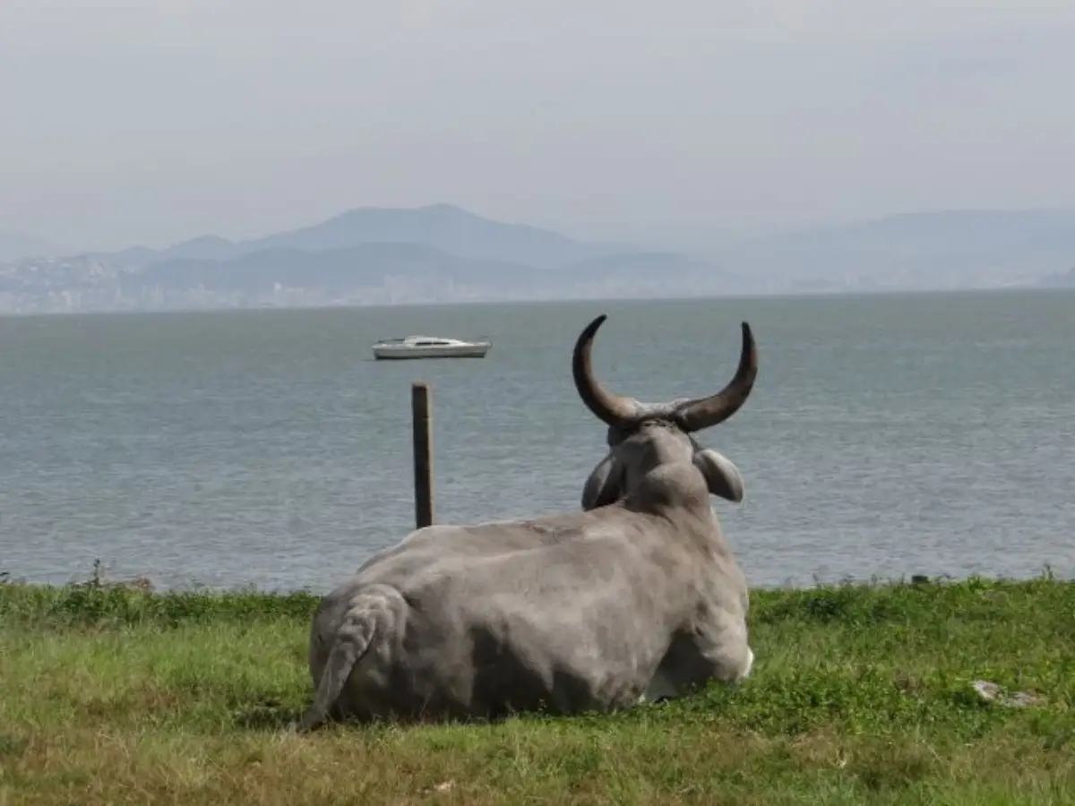 Concurso de fotografia em SC captura a essência da pecuária