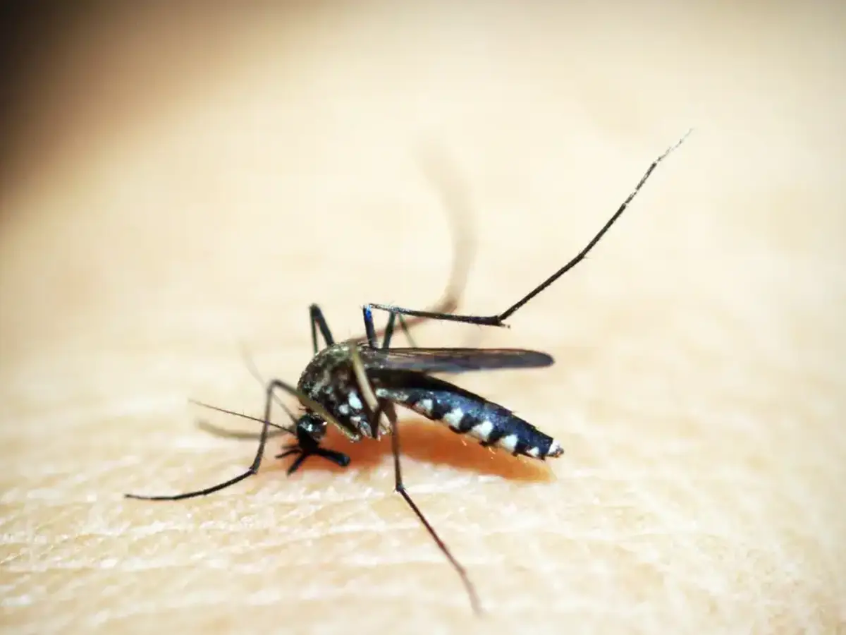 Entenda por que o mosquito é o animal que mais mata no planeta