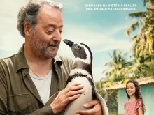 Pinguins catarinenses ganham o mundo com participação especial no filme Meu Amigo Pinguim