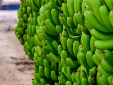 Banana de Luiz Alves, a 10° Indicação Geográfica de Santa Catarina