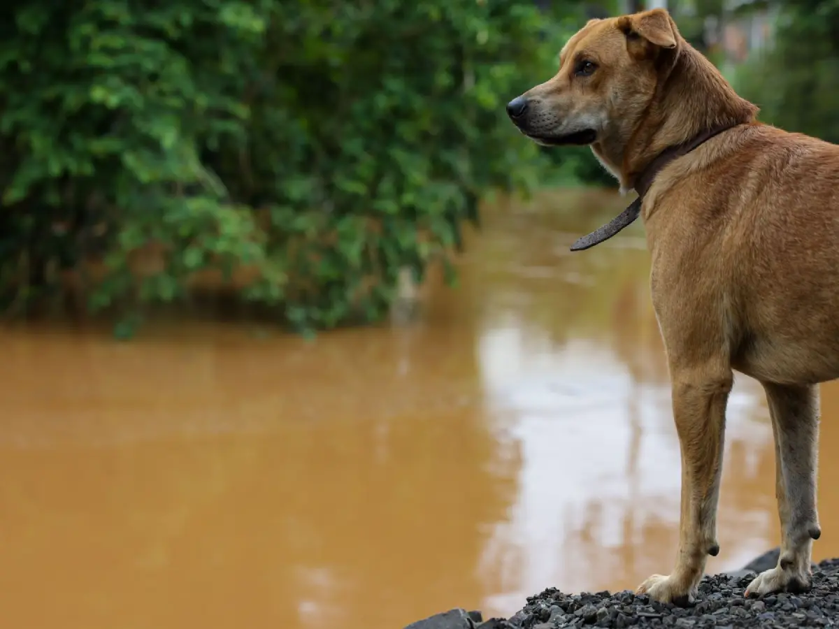 Campanha Dezembro Verde amplia a conscientização sobre os direitos dos animais