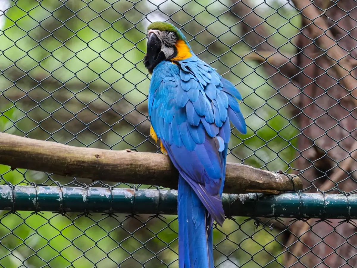 Parque Estadual do Rio Vermelho: local de preservação ambiental e resgate da fauna silvestre já devolveu mais de 30 mil animais para a natureza