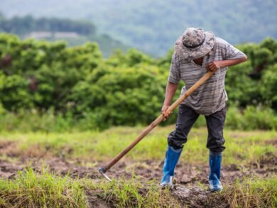 Aposentadoria rural exige regras específicas e comprovação