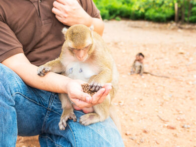 Foz ganha novo espaço de conexão com a natureza e animais