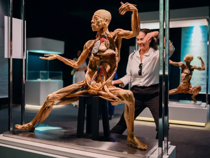 Exposição Internacional "Maravilhas do Corpo Humano" retorna a Florianópolis com acervo inédito