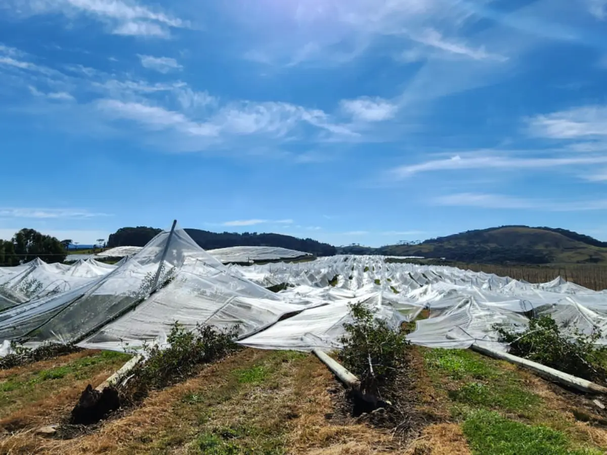 Veja como solicitar crédito emergencial após danos causados por fenômenos climáticos em SC