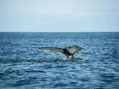 Rota da baleia franca: um espetáculo natural que movimento o turismo no sul de Santa Catarina