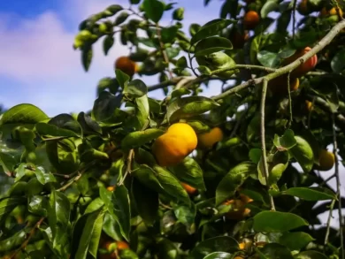 Santa Catarina conta com 141 produtores de caqui distribuídos em 139 hectares