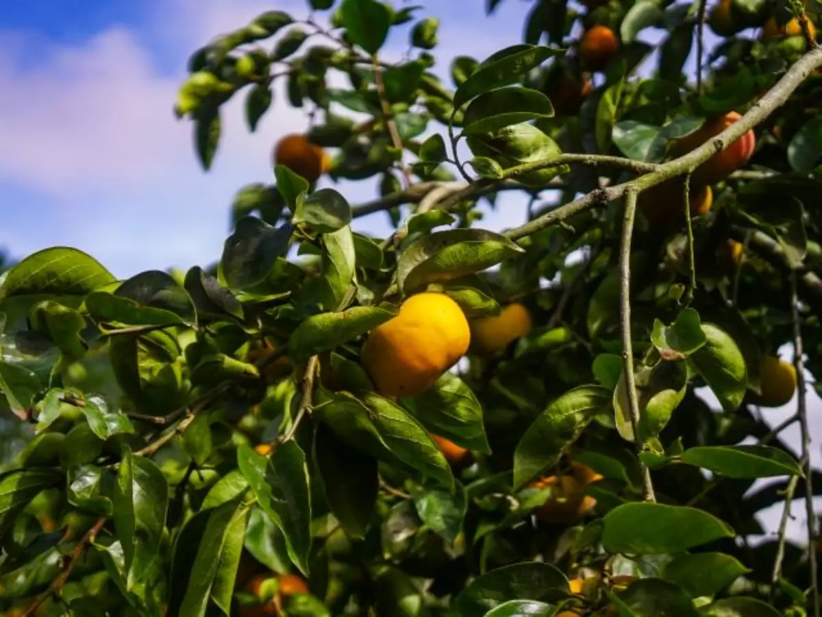 Santa Catarina conta com 141 produtores de caqui distribuídos em 139 hectares