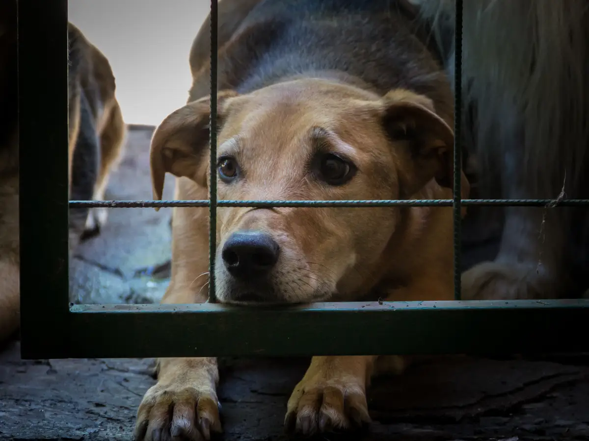 Vereadores de São José aprovam proibição de nomear pessoas condenadas por crimes de maus tratos a animais para cargos públicos