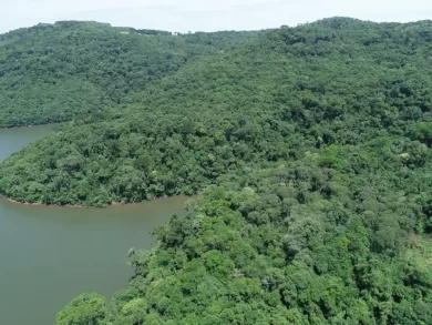De acordo com o Atlas dos Remanescentes Florestais da Mata Atlântica, coordenado pela Fundação SOS Mata Atlântica e pelo Instituto Nacional de Pesquisas Espaciais (INPE), o desmatamento do bioma em Santa Catarina apresentou uma queda de 12%. O levantamento considera o período de julho de 2023 a junho de 2024, em comparação com o ano anterior. A redução é ainda mais relevante, tendo em vista que, no período de julho de 2022 a junho de 2023, o Estado já havia registrado uma diminuição de 86%. Outro indicativo positivo é que nenhum município catarinense figurou na lista dos 20 municípios com maior desmatamento em área de mata, o que demonstra uma dispersão das ocorrências e menor pressão localizada. “Santa Catarina tem mostrado que é possível crescer com responsabilidade ambiental. A nova redução no desmatamento da Mata Atlântica é fruto de um trabalho sério, que combina o uso de tecnologia, fiscalização eficiente e políticas públicas bem direcionadas. O meio ambiente é mais uma área em que os catarinenses demonstram seu compromisso e protagonismo, assim como já é com o nosso agronegócio, no comércio exterior e na produção industrial. Trabalhamos com equilíbrio, conciliando crescimento econômico com responsabilidade ambiental, o que garante um desenvolvimento verdadeiramente sustentável”, disse o governador Jorginho Mello. Para a presidente do IMA, Sheila Meirelles, a continuidade na redução do desmatamento é um aspecto muito positivo, relacionado à conscientização da população e ao investimento estratégico em tecnologias avançadas de monitoramento remoto, desenvolvidas pelos técnicos do Instituto para auxiliar na fiscalização. “A integração entre tecnologia, gestão e conscientização da sociedade tem sido fundamental para alcançarmos resultados concretos na proteção do meio ambiente. O uso de sistemas que alertam sobre o desmatamento ilegal e a produção de dados com referência espacial são importantes tanto para a fiscalização quanto para um licenciamento ambiental eficaz, fortalecendo a tomada de decisões”, enfatiza Sheila. O IMA tem utilizado geotecnologias para modernizar os processos de licenciamento, auditoria e fiscalização, desenvolvendo internamente ferramentas digitais com o apoio do governo estadual para análise espacial e supervisão remota. Com o uso de imagens de satélite e sobrevoos com drones, é possível vistoriar áreas de difícil acesso, assegurando processos mais precisos e alinhados à realidade em campo. Para reforçar a fiscalização contra o desmatamento ilegal, sistemas de monitoramento emitem alertas frequentes sobre mudanças na cobertura vegetal, viabilizando ações imediatas em áreas críticas da Mata Atlântica. “Essa política é coordenada pela Gerência de Informações Ambientais e Geoprocessamento, que opera uma sala de monitoramento em tempo real, integrando diversas variáveis ambientais para uma resposta rápida a emergências.” conta o diretor de Controle, Passivos e Qualidade Ambiental do IMA, Diego Hemkemeier Silva. Em breve, o IMA lançará soluções como a infraestrutura de dados espaciais SiGEO, que reunirá todas as ferramentas e dados geoespaciais em um único ambiente.