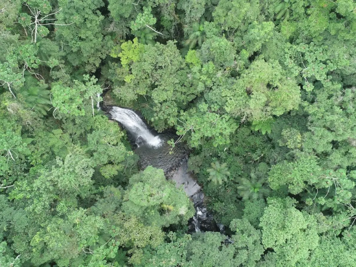 Santa Catarina voltou a ser destaque na redução do desmatamento em novo estudo nacional divulgado na última quinta-feira, 15. Conforme o Relatório Anual do Desmatamento no Brasil (RAD), elaborado pelo MapBiomas, em 2024 o estado apresentou uma queda de 39,9% na área desmatada, na comparação com o ano anterior. Com esse resultado, Santa Catarina alcançou 79% de redução no desmatamento nos últimos dois anos. Essa queda é ainda mais significativa quando se observa que o bioma Mata Atlântica, que abrange todo o território catarinense, foi o único dos biomas brasileiros onde não ocorreu queda geral na área desmatada. Os dados do RAD 2024 apontam que o desmatamento na Mata Atlântica, em 2024, manteve-se estável, após uma queda de 55% entre 2022 e 2023. Ou seja, SC tem apresentado resultados melhores do que os registrados para o bioma em sua totalidade. A queda no desmatamento em Santa Catarina também foi superior à registrada em âmbito nacional. No Brasil, que alcançou o segundo ano seguido de redução no desmatamento, a área total desmatada recuou 32,4% no ano passado, em relação a 2023. “Nossas políticas públicas têm sido eficazes e o trabalho realizado pelos órgãos ambientais do Estado está fazendo a diferença. Seguiremos firmes nesse compromisso, conciliando crescimento econômico com preservação ambiental”, comenta o governador Jorginho Mello. Para a presidente do IMA, Sheila Meirelles, esse resultado é fruto do trabalho sério e transparente que vem sendo desenvolvido pelo Instituto e pelos demais órgãos de fiscalização ambiental. “Temos buscado alternativas para o aperfeiçoamento constante de todas as atividades do órgão, deste aquelas relacionadas à educação ambiental até as atividades de fiscalização, sempre com o objetivo de prestar um serviço de excelência à população catarinense e cumprir as metas traçadas pelo Governo do Estado de Santa Catarina para a área ambiental”, disse. A presidente também destacou a importância do desenvolvimento de tecnologias inovadoras que apoiam as atividades técnicas. “Todas essas ações, em conjunto, têm demonstrado que é possível conciliar o avanço socioeconômico do estado e a preservação ambiental”, destaca Sheila. Diferentes estudos Nesta semana, também foi divulgado o Atlas dos Remanescentes Florestais da Mata Atlântica, levantamento coordenado pela Fundação SOS Mata Atlântica e pelo Instituto Nacional de Pesquisas Espaciais (INPE) e que também apontou queda no desmatamento em Santa Catarina. A diferença nas taxas de redução indicadas pelos dois estudos decorre de questões metodológicas e do recorte temporal. Enquanto o Atlas avalia dados do período entre julho de 2023 e junho de 2024, o RAD leva em consideração os 12 meses de 2024. O MapBiomas O MapBiomas é um projeto que envolve Organizações Não Governamentais (ONGs), universidades, laboratórios e startups de tecnologia que compila alertas de desmatamento emitidos por diferentes sistemas de detecção. Anualmente, como um dos seus resultados, é apresentado o Relatório Anual de Desmatamento. Esse documento consolida e analisa os alertas de desmatamento validados e refinados com imagens de alta resolução pelo MapBiomas Alerta.
