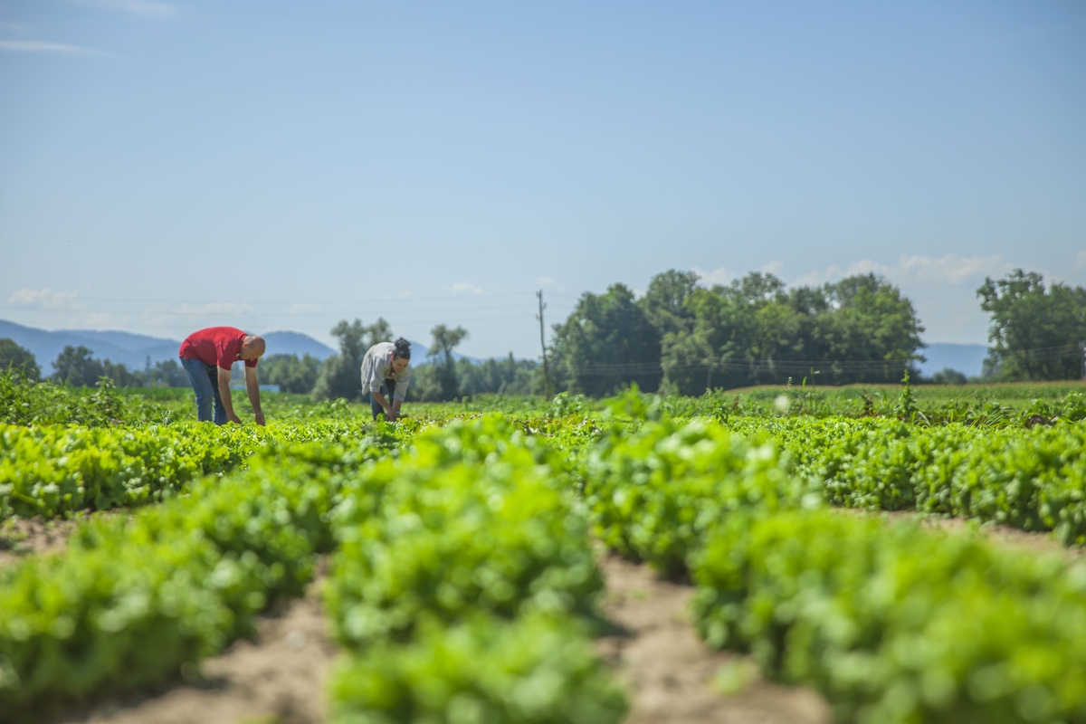 Excedentes da agricultura viram renda com apoio industrial