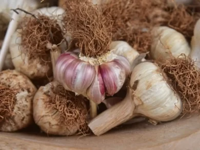 Estimativas da Epagri indicam alta na produção de alimentos de inverno em Santa Catarina