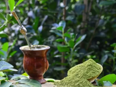 na sombra da floresta, santa catarina cultiva erva-mate com foco na sustentabilidade