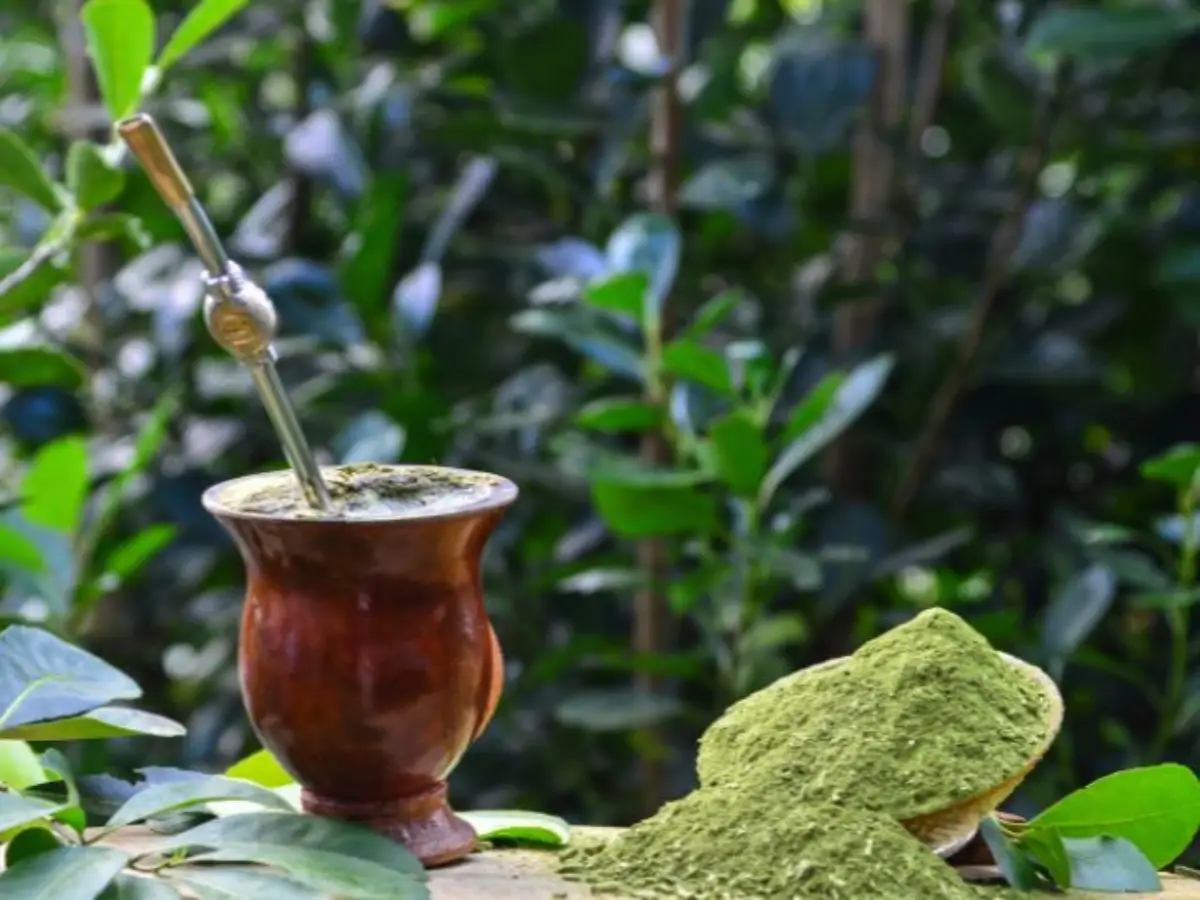 na sombra da floresta, santa catarina cultiva erva-mate com foco na sustentabilidade