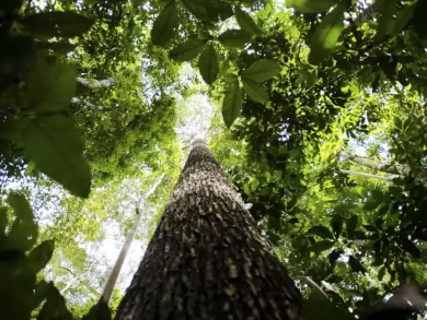 A Amazônia Legal pode gerar mais de 10 bilhões de dólares com créditos de carbono até 2030
