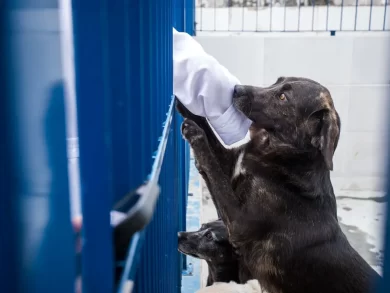 Florianópolis lança edital para Hospital Público Veterinário municipal