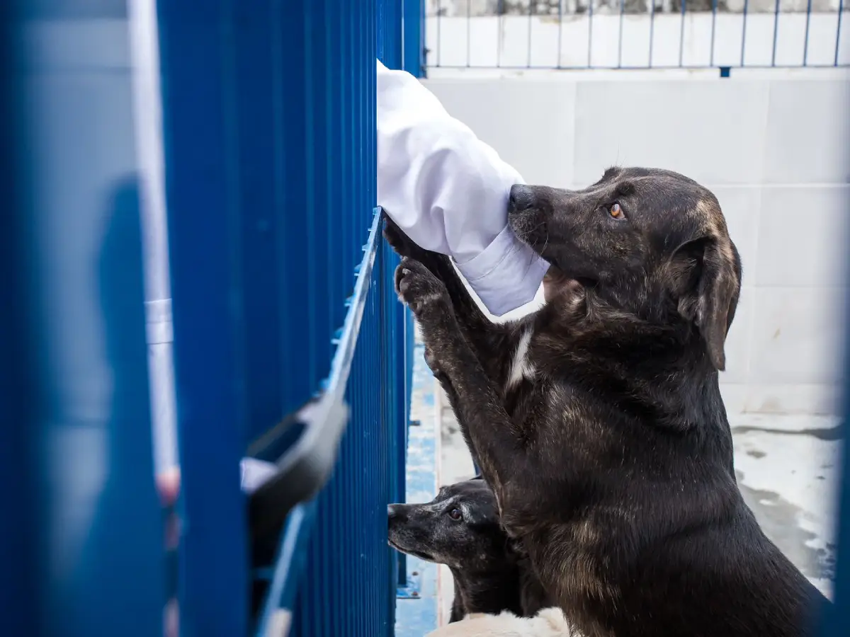 Florianópolis lança edital para Hospital Público Veterinário municipal