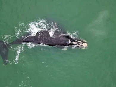 Baleias-francas encantam e movimentam o turismo de Santa Catarina no inverno
