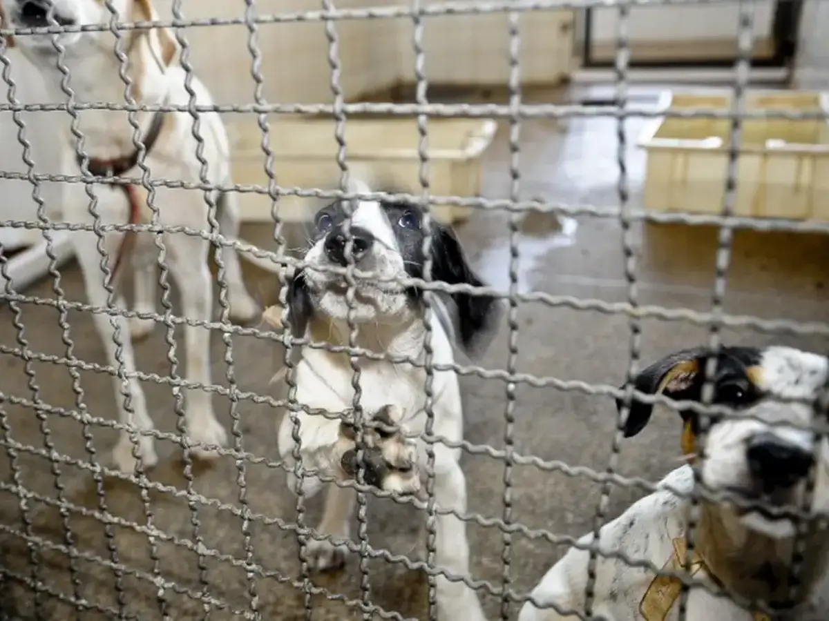 Projeto aprovado na Câmara proíbe uso de animais em testes cosméticos