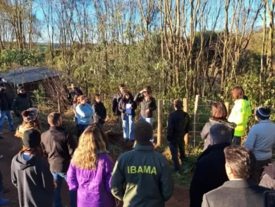 Florianópolis/SC (23/06/2025) – Um programa de recuperação de áreas degradadas, inédito em Santa Catarina, é conduzido pelo Instituto Brasileiro do Meio Ambiente e dos Recursos Naturais Renováveis (Ibama) em área de Mata Atlântica no estado. A iniciativa surgiu a partir de uma Ação Civil Pública e foi inaugurada com o Chamamento Público nº2/2018, instrumento de seleção por meio do qual foram escolhidos projetos cujos recursos, procedentes do Programa de Conversão de Multas Ambientais, serão aplicados na recuperação de quase 1.300 hectares de floresta nativa do bioma, em 16 municípios catarinenses. Serão contempladas áreas prioritárias como reservas legais de projetos de assentamento, unidades de conservação federais e Estaduais, além de terras indígenas. A floresta nativa total a ser recuperada equivale a cerca de dez vezes a área desmatada apenas em 2024 em Santa Catarina. “O projeto foi prontamente aprimorado pela Superintendência do Ibama em Santa Catarina, que o transformou em uma oportunidade concreta de promover a recuperação ambiental e a justiça socioambiental”, explica a analista ambiental Lucila Cláudia Lago, que participa da condução do processo. Além dos benefícios ambientais diretos, o programa tem fortalecido parcerias com instituições como o Instituto Nacional de Colonização e Reforma Agrária (Incra), o Instituto Chico Mendes de Conservação da Biodiversidade (ICMBio), o Instituto do Meio Ambiente de Santa Catarina (IMA) e a Fundação Nacional dos Povos Indígenas (Funai), por exemplo, para viabilizar o plantio de mudas na recuperação da vegetação. Há, também, um aprimoramento do diálogo e da cooperação com o Ministério Público Federal (MPF), com a Justiça Federal e com o Instituto Socioambiental (ISA). Dentre os diversos resultados esperados, destaca-se o incentivo à pesquisa científica aplicada, com foco na reprodução do xaxim (Dicksonia sellowiana), espécie nativa ameaçada de extinção, reforçando a relevância ecológica da iniciativa. “Esperamos que a comunidade do entorno seja envolvida e, no caso dos assentamentos, essa recuperação da reserva legal possa trazer alternativas de uso sustentável, principalmente pelo plantio de araucária, espécie que fornece o pinhão, produto muito explorado comercialmente”, disse Lucila. Com previsão de execução durante oito anos, os projetos são acompanhados por equipes multidisciplinares de servidores da Superintendência do Ibama, com o reforço de equipes de outras unidades do Instituto. A iniciativa tem se consolidado como um exemplo da capacidade da autarquia em gerenciar projetos de reflorestamento em larga escala, sendo motivo de orgulho institucional e gerando impactos positivos no meio ambiente e na vida da população de Santa Catarina. Fonte: Agência Gov