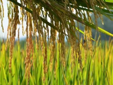 Os municípios do Litoral Norte de Santa Catarina colheram mais de 291 mil toneladas de arroz, o que representa um aumento de 4,23% em relação ao ano anterior e configura um recorde para a região. Os números demonstram a vitalidade da rizicultura catarinense e o bom desempenho dos cultivares desenvolvidos pela Epagri, mas também impõem uma série de desafios ao setor produtivo, como dar escoamento ao excesso de produção. Este e outros temas foram tratados no último dia 27 de junho, durante o 25º Seminário de Avaliação da Safra de Arroz no Litoral Norte, realizado na Estação Experimental da Epagri em Itajaí. Estavam presentes no evento representantes de toda a cadeia produtiva. Foram apresentados os resultados de 25 Unidades de Referência Técnica (URTs), que são propriedades rurais selecionadas pela Epagri para demonstrar, validar e difundir tecnologias agrícolas. Nessas propriedades foram plantados sete cultivares de arroz desenvolvidos pela Epagri, para avaliar a produtividade. O SCBRS126 Dueto alcançou o maior rendimento (12.035 sacas), seguido do SCS122 Miura (10.631) e SCS127 CL (10.551). A analista de socioeconomia da Epagri/Cepa, Glaucia Padrão, fez um amplo panorama da rizicultura catarinense, revelando o desempenho da produção por município, os cultivares plantados, a incidência de pragas e doenças, o custo de produção e a relação entre este custo e arrendamento de áreas para plantio. O Litoral Norte é a região com maior índice de áreas arrendadas (55,9%), em relação ao Sul (53,1%) e Alto Vale do Itajaí (48,3%). E isto pode ser um problema num ano de excesso de produção e queda de preço.  “A produtividade dos municípios do Litoral Norte variou entre 160 e 180 sacas, e a decisão de arrendar deve levar em consideração não só essa informação, como também os preços de mercado. Quanto maior a produtividade e/ou os preços praticados, maior a capacidade de arrendar. Mas no cenário atual, com preços próximos à R$60,00 a saca de 50 kg, já fica inviável arcar com os custos do arrendamento”, alerta. A boa notícia é que, por causa da queda do dólar no período, o custo de produção caiu 7,56%, permitindo que parte dos agricultores não ficassem no vermelho.  “Uma forma de minimizar os efeitos do excedente de arroz é escalonar a venda ao longo do ano e não vender tudo na hora da colheita, quando o preço está mais baixo”, recomenda. Mas a pesquisadora sabe que muitos agricultores vendem toda a produção para ter capital e poder acessar crédito para a próxima safra. “O arrendamento é justificável quando o agricultor tem muito maquinário e precisa de mais terra para produzir, mas é sempre preciso levar em conta o custo de produção para fechar a conta”, reitera. Uso intensivo de herbicida torna as ervas daninhas mais resistentes A segunda pesquisadora a apresentar seus estudos foi Cristiane Mara Fiedler, tendo por base um experimento realizado na Fazenda Limoeiro, em São João do Itaperiú, juntamente com o pesquisador da Epagri recém-aposentado, José Alberto Noldin. A pesquisa analisou o desempenho de herbicidas para o controle Scirpus Mucronatus, uma espécie de erva daninha. A equipe testou sete herbicidas e oito combinações de produtos.  Cristiane elencou os problemas mais comuns da atividade, como a falta de rotação de culturas, a repetição de sistemas de cultivo e a ‘soca’, que é uso da semente rebrotada. Eles acarretam prejuízo no solo e na qualidade do grão, além de favorecerem as ervas daninhas. Ela também deu exemplos de outros países, onde o uso abusivo de herbicidas deixou as plantas invasoras mais resistentes. “O uso intensivo seleciona planta, que ganha tolerância ao produto”, complementa. O fitopatologista da Epagri Klaus Konrad Scheuermann apresentou pesquisa sobre o controle químico das doenças do arroz e a época adequada de aplicação para não deixar resíduo no grão (período de carência antes da colheita), o que inviabiliza exportar para países com legislação mais rígida, como os da União Europeia. Ele avaliou 10 tipos de fungicidas para o controle da mancha no cultivo do arroz SCBRS126 Dueto e comparou o custo de aplicação do fungicida entre tratores e drones, que demonstraram melhor relação custo x benefício.  Klaus chamou a atenção dos agricultores que se interessaram em adquirir um drone com fins agrícolas para se adequarem à Portaria Mapa nº298/2021, que estabelece regras para aeronaves remotamente pilotadas. O drone precisa ser registrado na Agência Nacional de Telecomunicações (Anatel), Ministério da Agricultura e Pecuária (MAPA), Agência Nacional de Aviação Civil (Anac) e Departamento de Controle do Espaço Aéreo (Decea). Além disso, o operador precisa fazer um curso para aplicação aeroagrícola remota e apresentar relatórios mensais ao Sipeagro, sistema vinculado ao MAPA.  Fonte: Agência de Notícias SECOM