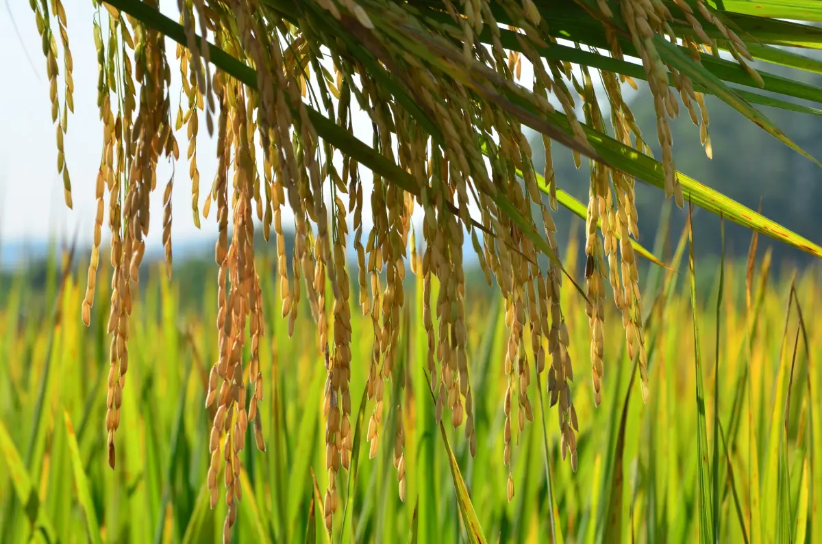 Os municípios do Litoral Norte de Santa Catarina colheram mais de 291 mil toneladas de arroz, o que representa um aumento de 4,23% em relação ao ano anterior e configura um recorde para a região. Os números demonstram a vitalidade da rizicultura catarinense e o bom desempenho dos cultivares desenvolvidos pela Epagri, mas também impõem uma série de desafios ao setor produtivo, como dar escoamento ao excesso de produção. Este e outros temas foram tratados no último dia 27 de junho, durante o 25º Seminário de Avaliação da Safra de Arroz no Litoral Norte, realizado na Estação Experimental da Epagri em Itajaí. Estavam presentes no evento representantes de toda a cadeia produtiva. Foram apresentados os resultados de 25 Unidades de Referência Técnica (URTs), que são propriedades rurais selecionadas pela Epagri para demonstrar, validar e difundir tecnologias agrícolas. Nessas propriedades foram plantados sete cultivares de arroz desenvolvidos pela Epagri, para avaliar a produtividade. O SCBRS126 Dueto alcançou o maior rendimento (12.035 sacas), seguido do SCS122 Miura (10.631) e SCS127 CL (10.551). A analista de socioeconomia da Epagri/Cepa, Glaucia Padrão, fez um amplo panorama da rizicultura catarinense, revelando o desempenho da produção por município, os cultivares plantados, a incidência de pragas e doenças, o custo de produção e a relação entre este custo e arrendamento de áreas para plantio. O Litoral Norte é a região com maior índice de áreas arrendadas (55,9%), em relação ao Sul (53,1%) e Alto Vale do Itajaí (48,3%). E isto pode ser um problema num ano de excesso de produção e queda de preço.  “A produtividade dos municípios do Litoral Norte variou entre 160 e 180 sacas, e a decisão de arrendar deve levar em consideração não só essa informação, como também os preços de mercado. Quanto maior a produtividade e/ou os preços praticados, maior a capacidade de arrendar. Mas no cenário atual, com preços próximos à R$60,00 a saca de 50 kg, já fica inviável arcar com os custos do arrendamento”, alerta. A boa notícia é que, por causa da queda do dólar no período, o custo de produção caiu 7,56%, permitindo que parte dos agricultores não ficassem no vermelho.  “Uma forma de minimizar os efeitos do excedente de arroz é escalonar a venda ao longo do ano e não vender tudo na hora da colheita, quando o preço está mais baixo”, recomenda. Mas a pesquisadora sabe que muitos agricultores vendem toda a produção para ter capital e poder acessar crédito para a próxima safra. “O arrendamento é justificável quando o agricultor tem muito maquinário e precisa de mais terra para produzir, mas é sempre preciso levar em conta o custo de produção para fechar a conta”, reitera. Uso intensivo de herbicida torna as ervas daninhas mais resistentes A segunda pesquisadora a apresentar seus estudos foi Cristiane Mara Fiedler, tendo por base um experimento realizado na Fazenda Limoeiro, em São João do Itaperiú, juntamente com o pesquisador da Epagri recém-aposentado, José Alberto Noldin. A pesquisa analisou o desempenho de herbicidas para o controle Scirpus Mucronatus, uma espécie de erva daninha. A equipe testou sete herbicidas e oito combinações de produtos.  Cristiane elencou os problemas mais comuns da atividade, como a falta de rotação de culturas, a repetição de sistemas de cultivo e a ‘soca’, que é uso da semente rebrotada. Eles acarretam prejuízo no solo e na qualidade do grão, além de favorecerem as ervas daninhas. Ela também deu exemplos de outros países, onde o uso abusivo de herbicidas deixou as plantas invasoras mais resistentes. “O uso intensivo seleciona planta, que ganha tolerância ao produto”, complementa. O fitopatologista da Epagri Klaus Konrad Scheuermann apresentou pesquisa sobre o controle químico das doenças do arroz e a época adequada de aplicação para não deixar resíduo no grão (período de carência antes da colheita), o que inviabiliza exportar para países com legislação mais rígida, como os da União Europeia. Ele avaliou 10 tipos de fungicidas para o controle da mancha no cultivo do arroz SCBRS126 Dueto e comparou o custo de aplicação do fungicida entre tratores e drones, que demonstraram melhor relação custo x benefício.  Klaus chamou a atenção dos agricultores que se interessaram em adquirir um drone com fins agrícolas para se adequarem à Portaria Mapa nº298/2021, que estabelece regras para aeronaves remotamente pilotadas. O drone precisa ser registrado na Agência Nacional de Telecomunicações (Anatel), Ministério da Agricultura e Pecuária (MAPA), Agência Nacional de Aviação Civil (Anac) e Departamento de Controle do Espaço Aéreo (Decea). Além disso, o operador precisa fazer um curso para aplicação aeroagrícola remota e apresentar relatórios mensais ao Sipeagro, sistema vinculado ao MAPA.  Fonte: Agência de Notícias SECOM