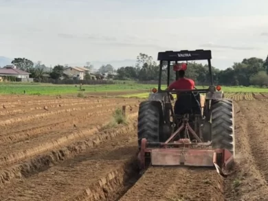 Agricultor pode acessar recursos do Plano Safra 2025/2026 para fortalecer a produção familiar