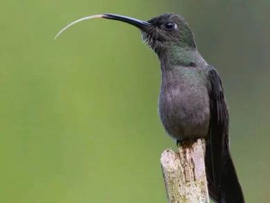 Concurso Aves em Foco valoriza fotógrafos e promove a conservação das aves em Joinville