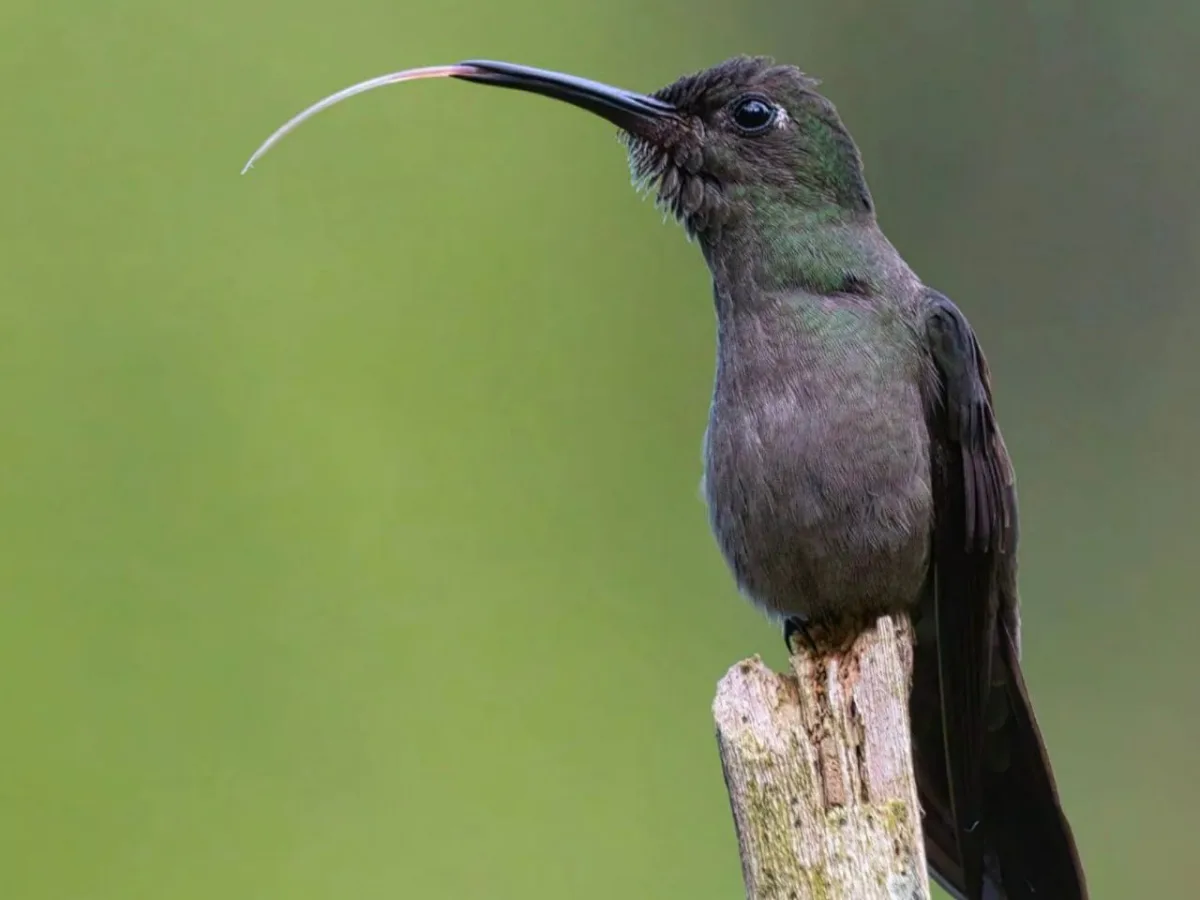 Concurso Aves em Foco valoriza fotógrafos e promove a conservação das aves em Joinville