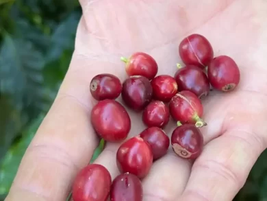 Café brasileiro encontra novos horizontes no mercado chinês em meio à crise tarifária com os EUA