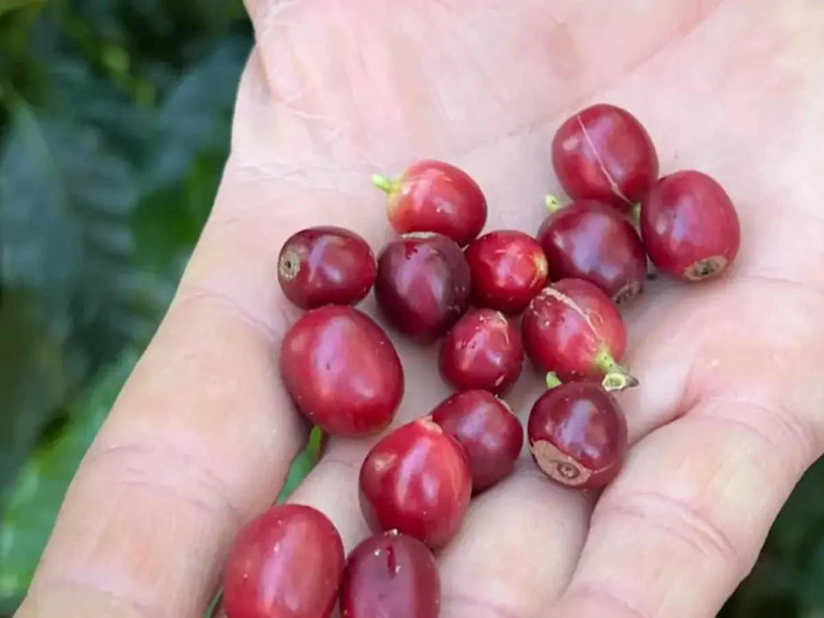 Café brasileiro encontra novos horizontes no mercado chinês em meio à crise tarifária com os EUA