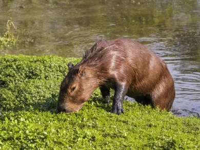 Florianópolis abre inscrições para curso sobre convivência e cuidado com a fauna urbana