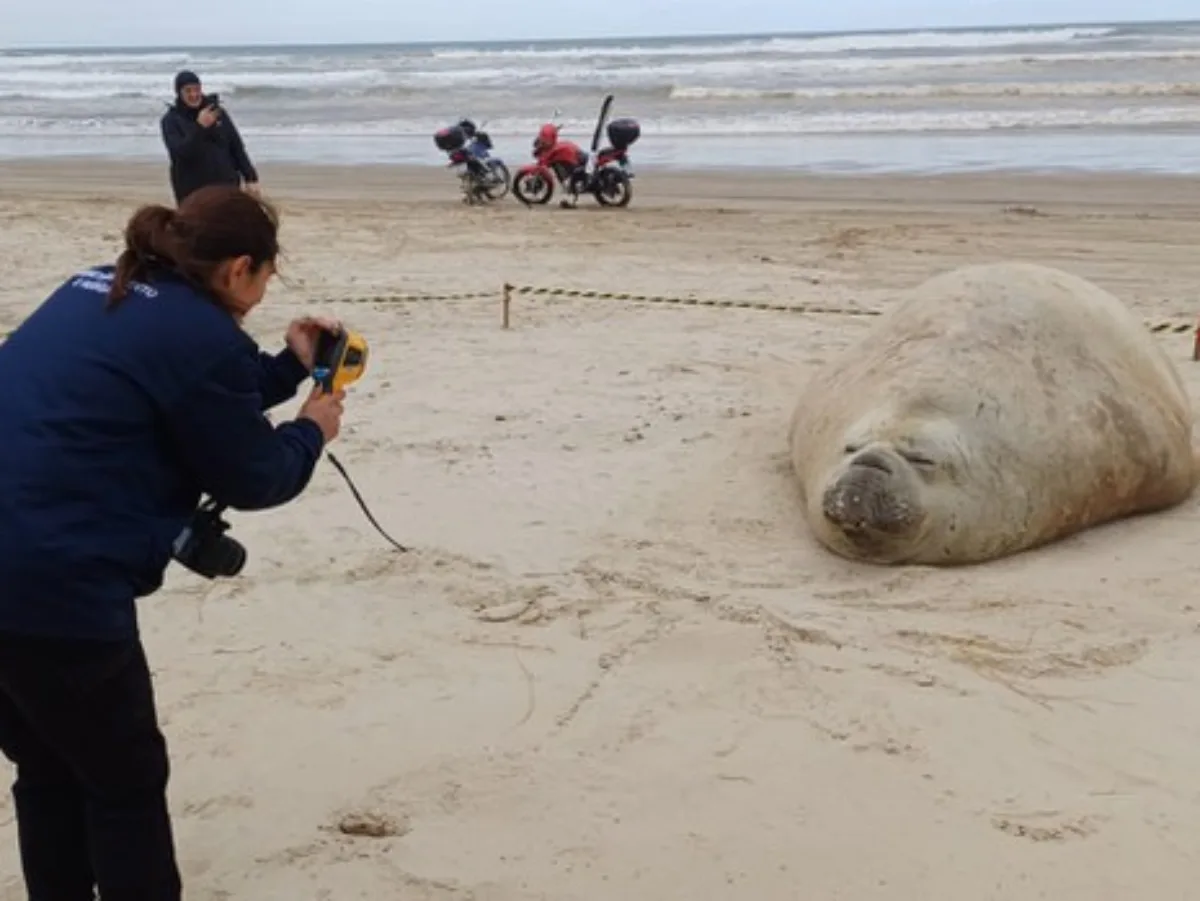 Fiscalização do Ibama aplica multa a homem que incomodou elefante marinho em praia de Santa Catarina