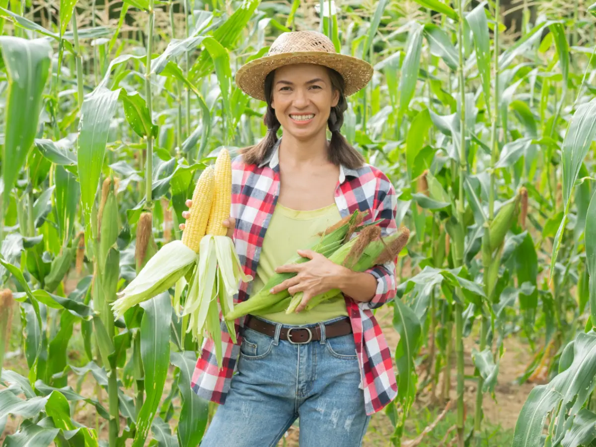 Agricultura catarinense alcança novos recordes na safra de grãos de 2025