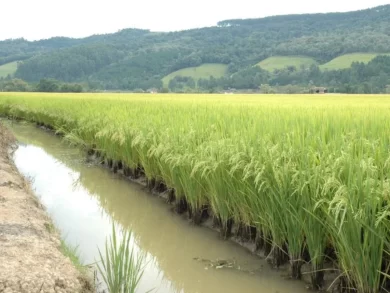 Santa Catarina lidera a adoção de tecnologias que reduzem emissões e economizam água nas lavouras de arroz