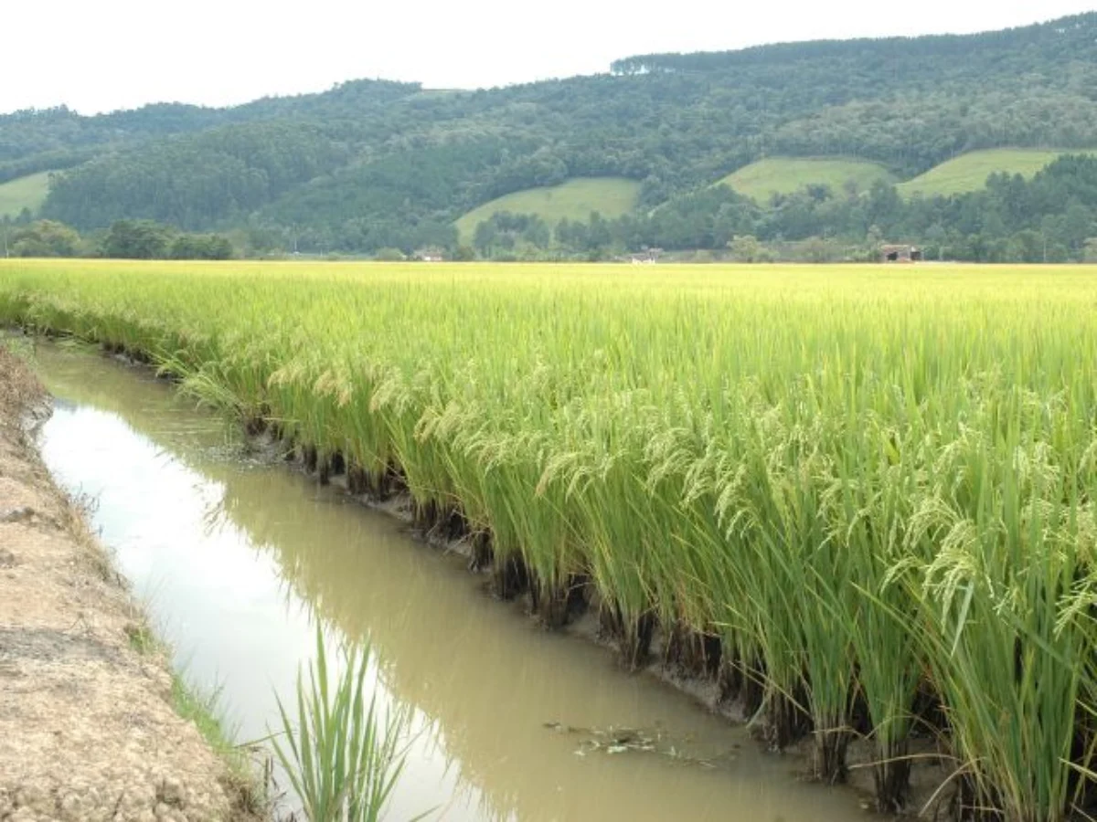 Santa Catarina lidera a adoção de tecnologias que reduzem emissões e economizam água nas lavouras de arroz