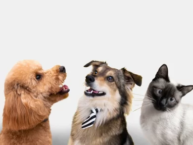 Dibea promove feira de adoção com cães e gatos em busca de novos lares