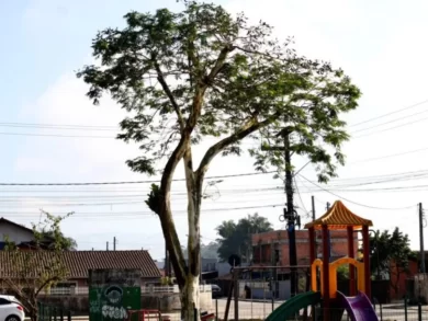 Programa de doação de árvores contribui para definir espaços mais verdes em Joinville