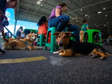 Florianópolis promove mutirões de castração gratuitos para cães nesta semana