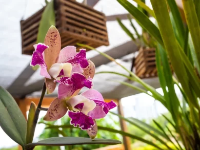 Florianópolis inaugura orquidário municipal no Jardim Botânico do Itacorubi
