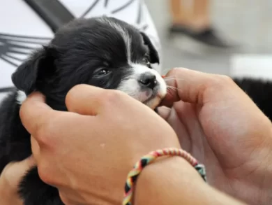 Protetores independentes de animais terão acesso a programas municipais de vacinação e castração em Joinville