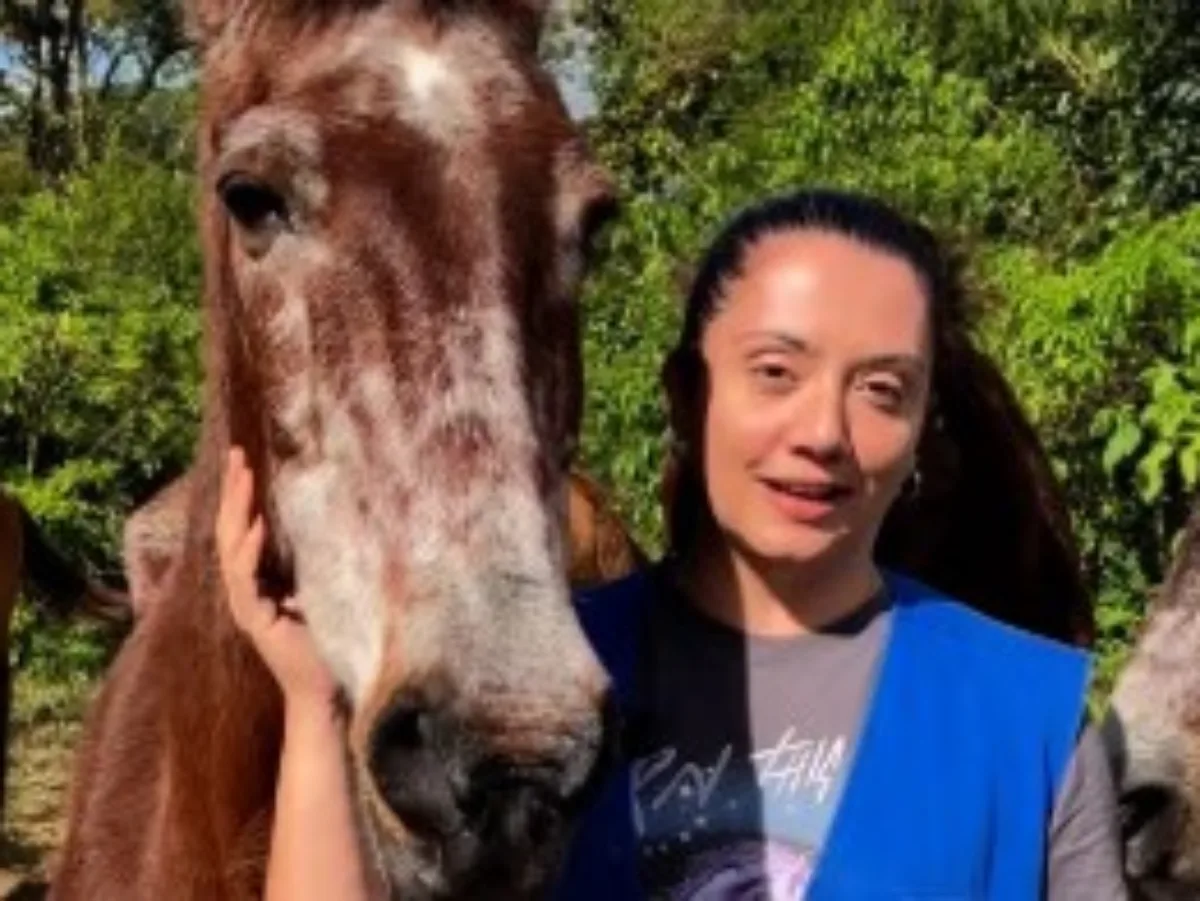 Adoção de cavalos é destaque em vídeo do Dibea de Palhoça que viralizou nas redes sociais
