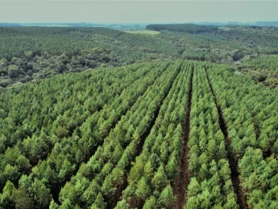 Concurso de Fotografia incentiva registros da natureza em Santa Catarina